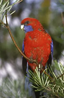 Crimson: Crimson Rosella