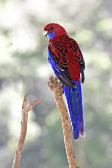 Crimson: Crimson Rosella
