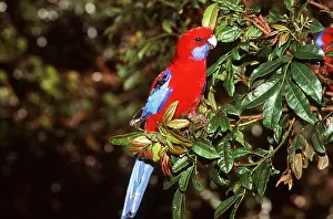 Crimson: CRIMSON ROSELLA