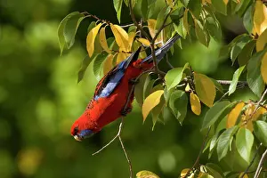 Platycercus: Crimson Rosella - adult Crimson Rosella in a tree