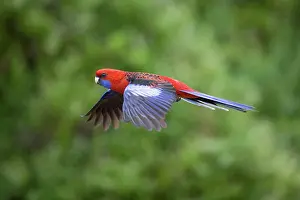 Platycercus: Crimson Rosella - adult in flight