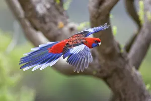 Platycercus: Crimson Rosella - adult in flight is about to land