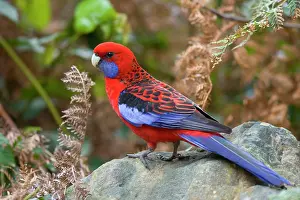 Platycercus: Crimson Rosella - adult sits on a rock