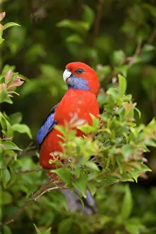Subtropical: Crimson Rosella - adult sits in a tree in lush