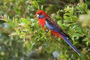 Subtropical: Crimson Rosella - adult sits in a tree in lush