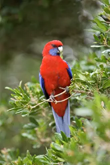 Subtropical: Crimson Rosella - adult sits on a twig in lush