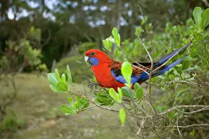 Platycercus: Crimson Rosella - adult sitting on a twig feeding on leaves