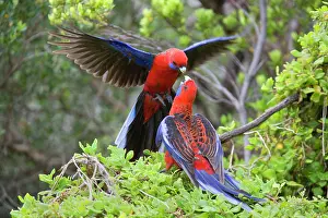 Platycercus: Crimson Rosella - two adults about to kiss each other