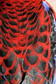 Eric Lindgren: Crimson Rosella - Feather detail of back plumage