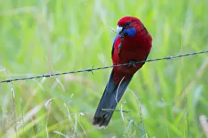 Crimson: Crimson Rosella - A pair of these birds were following