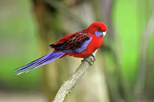 Platycercus: Crimson Rosella - perched on branch