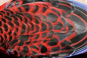 Eric Lindgren: Crimson Rosella - back plumage