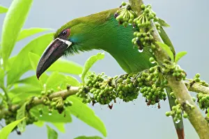 Crimson: Crimson-rumped Toucanet