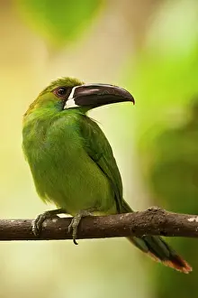 Pete: Crimson-rumped Toucanet (Aulacorhynchus