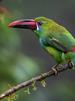 Shade: Crimson-rumped Toucanet (Aulacorhynchus haematop