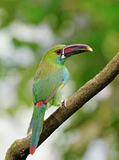 Toucanets: Crimson Rumped Toucanet Aulacorhynchus haematopy