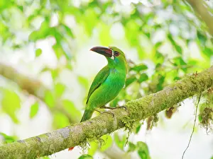 Toucanets: Crimson Rumped Toucanet Aulacorhynchus haematopy