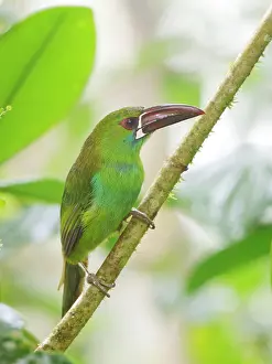 Toucanets: Crimson Rumped Toucanet Aulacorhynchus haematopy
