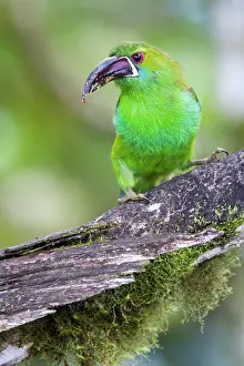 Crimson: Crimson-rumped toucanet (Aulacorhynchus haematopygus)