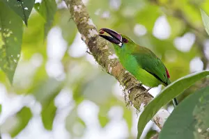 Crimson: Crimson-rumped toucanet (Aulacorhynchus haematopygus)