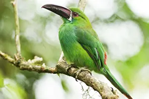 Crimson: Crimson-rumped Toucanet (Aulacorhynchus haematopygus)