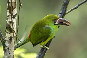 Crimson: Crimson-rumped Toucanet (Aulacorhynchus haematopygus)
