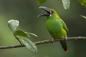 Crimson: Crimson-rumped Toucanet (Aulacorhynchus haematopygus)