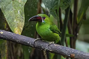Woodpeckers: Crimson-rumped toucanet (Aulacorhynchus haematopygus)