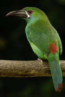 Pete: Crimson-rumped Toucanet bird (Aulacorhynchus