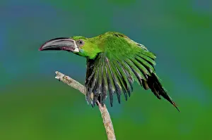 Crimson: Crimson Rumped Toucanet in flight