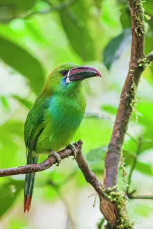 Ecuador: Crimson-rumped toucanet portrait in cloud forest