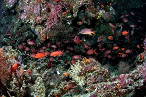 Schools: Crimson Soldierfish - school