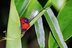 Sabah: Crimson Sunbird