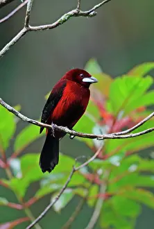 Lodge: Crimson back tanager (Ramphocelus dimidiatus dimidiatus)