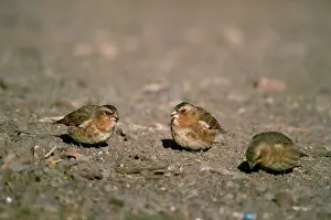 Sanguinea: Crimson-winged Finch