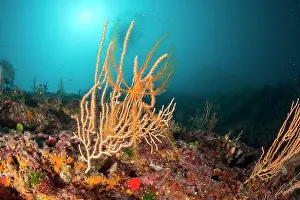 Silhuettes: Crinoid, Antedon Mediterranea on a yellow gorgonia, Eunicell