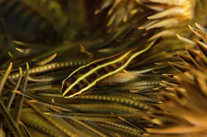 Mimicry: Crinoid Clingfish - in Crinoid (Comatulida Order)