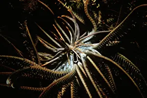 Crinoids: Crinoid Clingfish - they have a symbiotic relationship