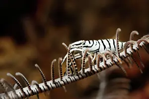Crinoid: Crinoid Commensal Shrimp