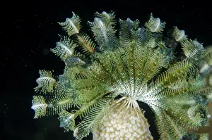 Weda: Crinoid on coral - Tanjung Uli dive site, night