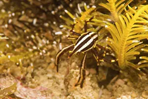 Crinoid: Crinoid Crab (Harrovia albolineata), Puerto