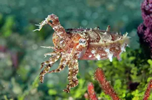 Retreat: Crinoid Cuttlefish