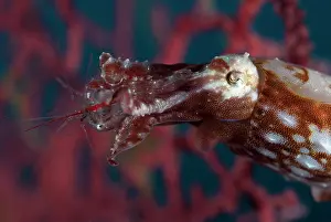 Straits: Crinoid Cuttlefish catching Shrimp