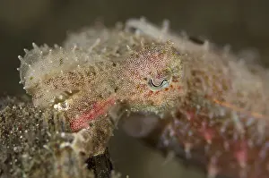 Cuttlefishes: Crinoid Cuttlefish - Hei Nus dive site, Lembeh Straits
