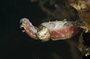Besar: Crinoid Cuttlefish - Serena Besar dive site, Lembeh