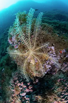 Crinoid: Crinoid or feather star, (Antedon mediterranea)