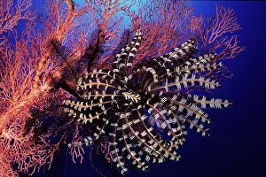 Crinoids: Crinoid or feather star attached to a seafan, Walindi, West