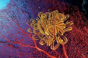 Crinoids: Crinoid or feather star attached to a seafan, Subergorgia mo