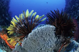 Crinoids: Crinoid or feather star attached to a sponge, Walindi, West