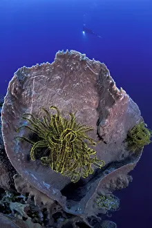Silhuettes: Crinoid or feather star in a barrel sponge, Xestospongia tes